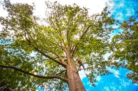 Best Stump Grinding and Removal  in Cleveland Heights, OH