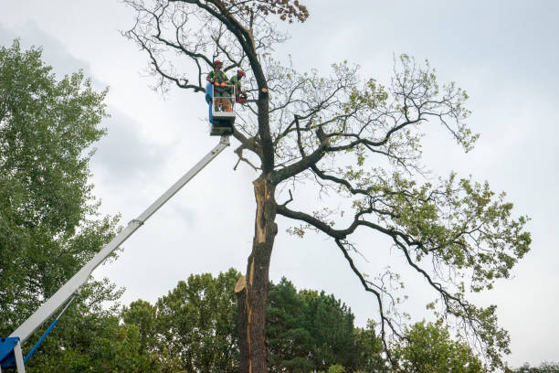 Best Tree Disease Treatment  in Cleveland Heights, OH