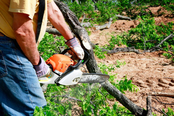 Best Commercial Tree Services  in Cleveland Heights, OH